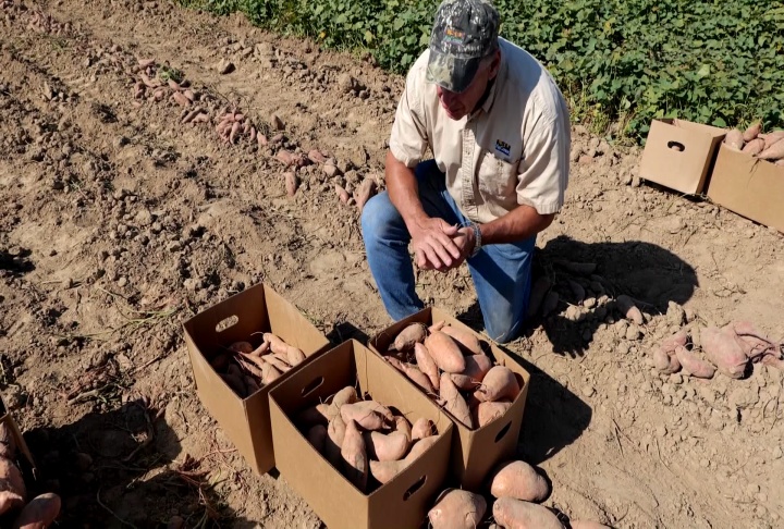 Sweet potato crop looks promising despite difficult growing conditions